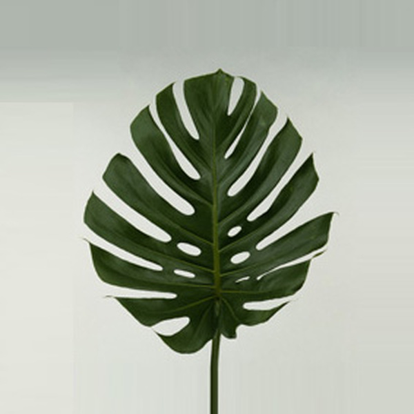 FULLA FILODENDRO MITJA X 5 TALLS