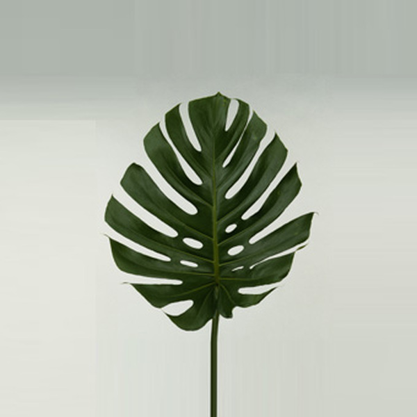 FULLA FILODENDRO PETIT X 5 TALLS