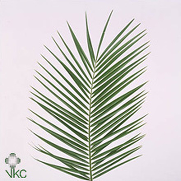 FULLA ROEBELLINI 80CM