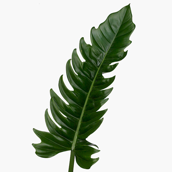 FULLA XANADO