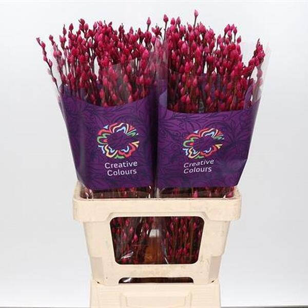 GATELL TENYIT CERISE 70CM