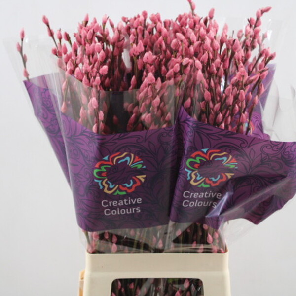 GATELL TENYIT ROSA 70CM