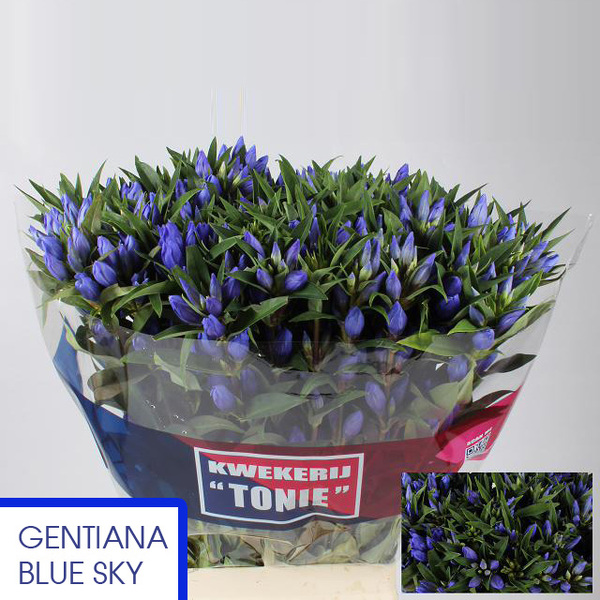 GENTIANA *BLUE SKY* 80CM