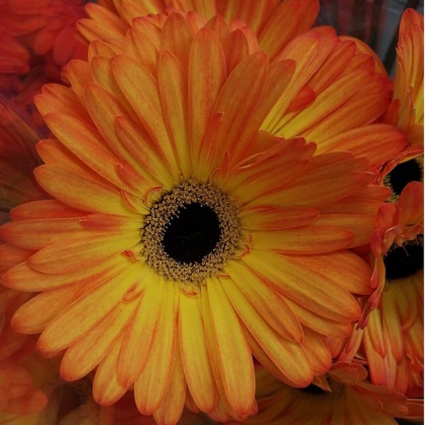 GERBERA BICOLOR GROC BUTANO