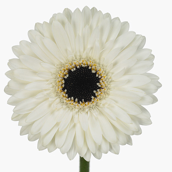 GERBERA BLANCA OJO NEGRO