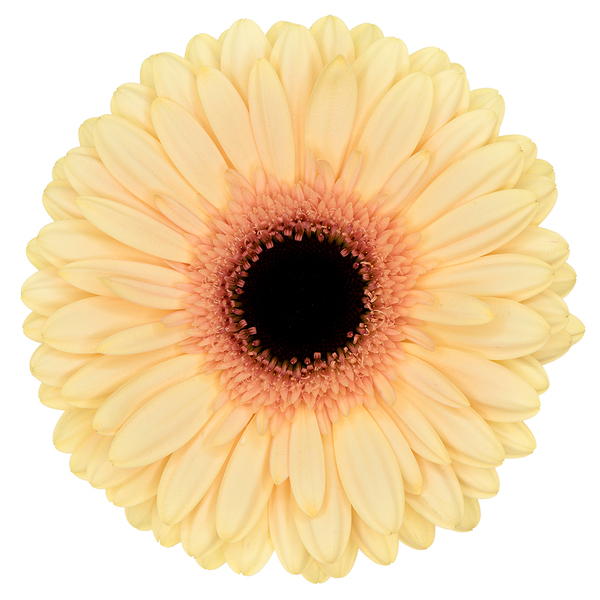 GERBERA CREMA