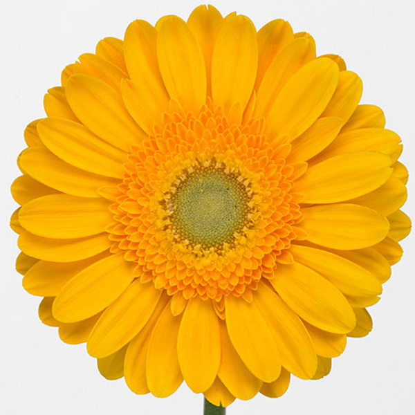 GERBERA GROC ULL VERD