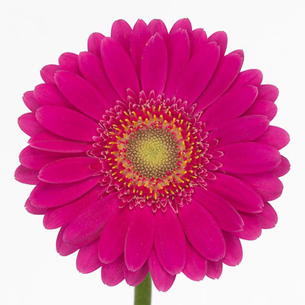 GERMINI FUXIA OJO VERDE