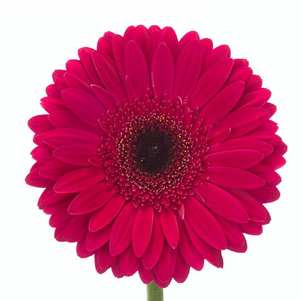 GERMINI FUCSIA ULL NEGRE