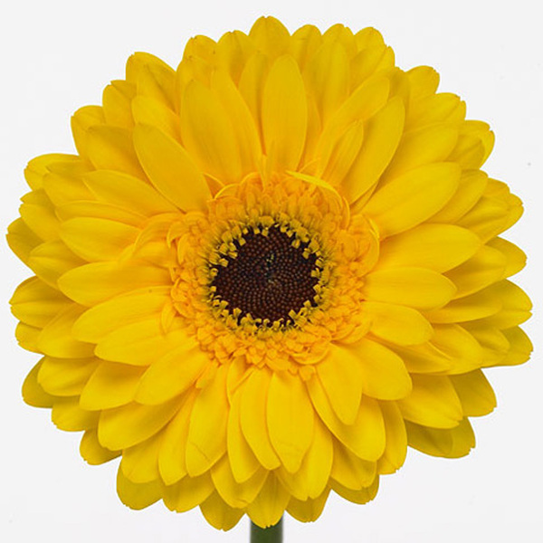 GERBERA MINI AMARILLA OJO NEGRO