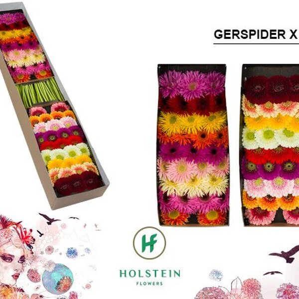 GERSPIDER GERPONI MIX CAIXA