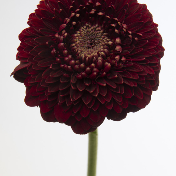 GERMINI POMPON GRANATE