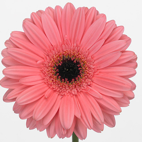 GERBERA MINI ROSA OJO NEGRO