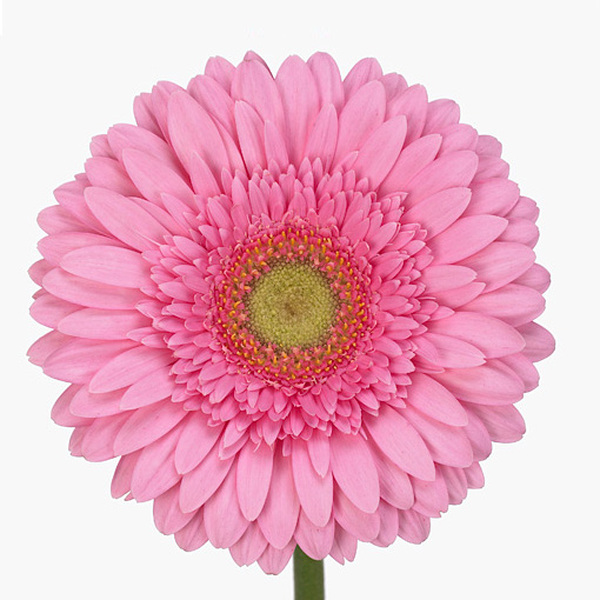 GERBERA ROSA ULL VERD