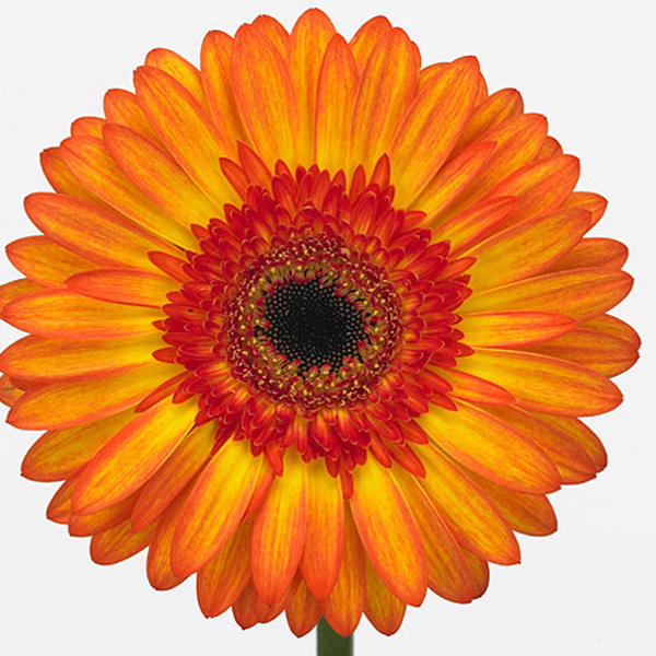 GERBERA SUNPOT