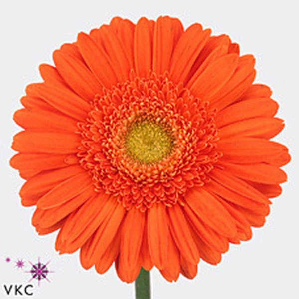 GERBERA NARANJA OJO VERDE