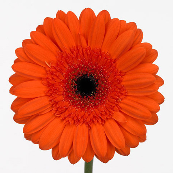 GERBERA TARONJA