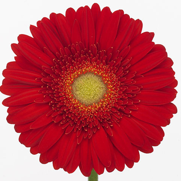 GERBERA VERMELL