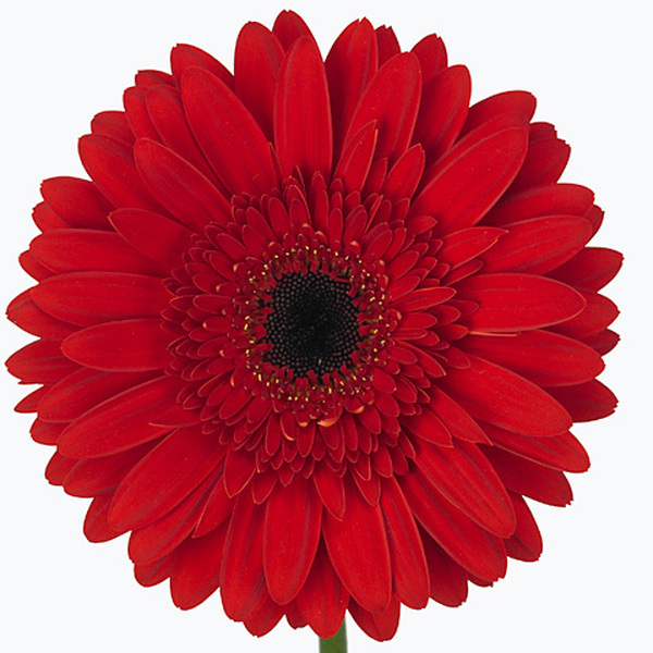 GERBERA VERMELL ULL NEGRE
