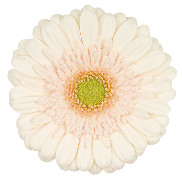 GERBERA XAMPANY