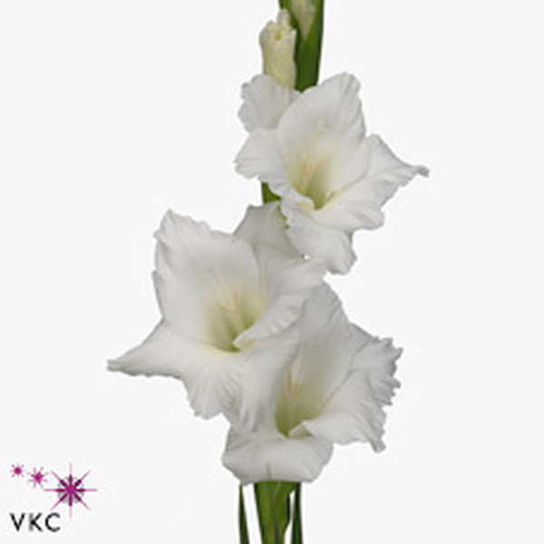 GLADIOL PRIMERA BLANC