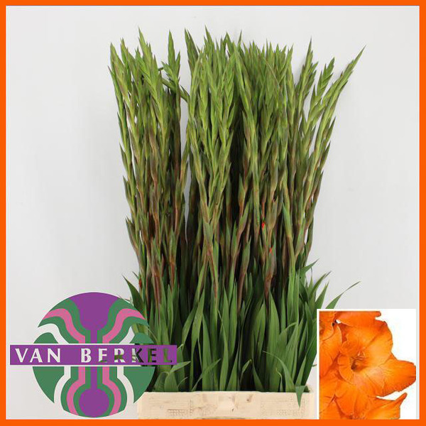 GLADIOL EXT. TARONJA