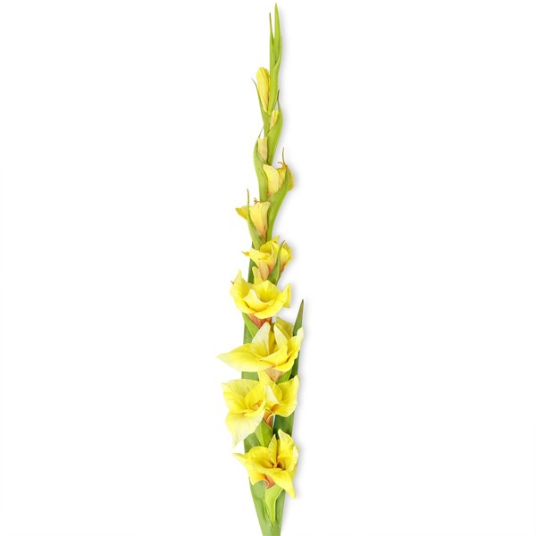 GLADIOLO AMARILLO