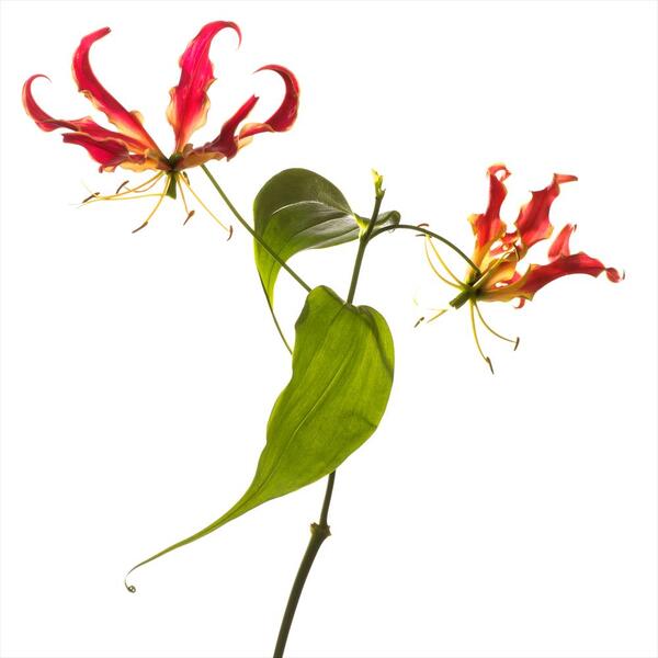GLORIOSA