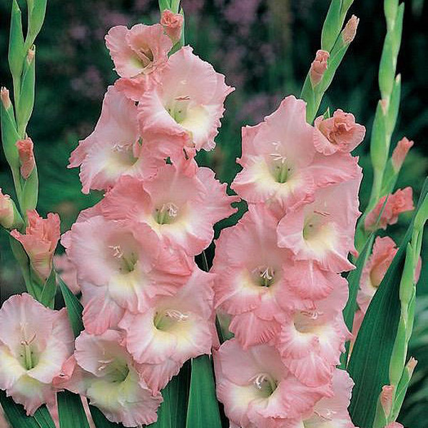 GLADIOL ROSA