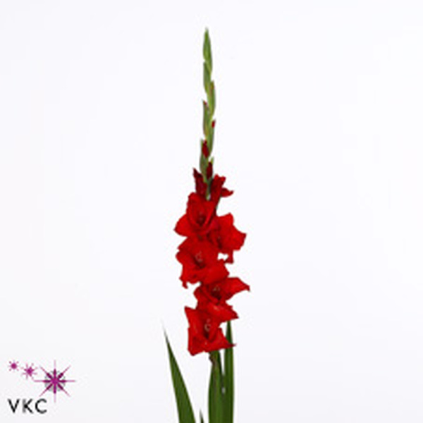 GLADIOLO ROJO
