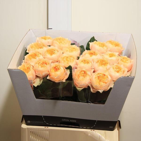 ROSA GOLDEN VUVUZELA 50CM