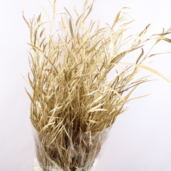 GREVILLEA 70/90CM OR