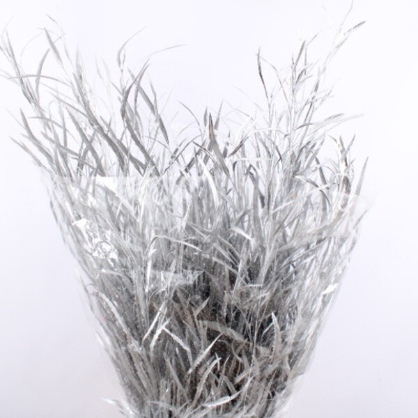 GREVILLEA 70/90CM PLATA