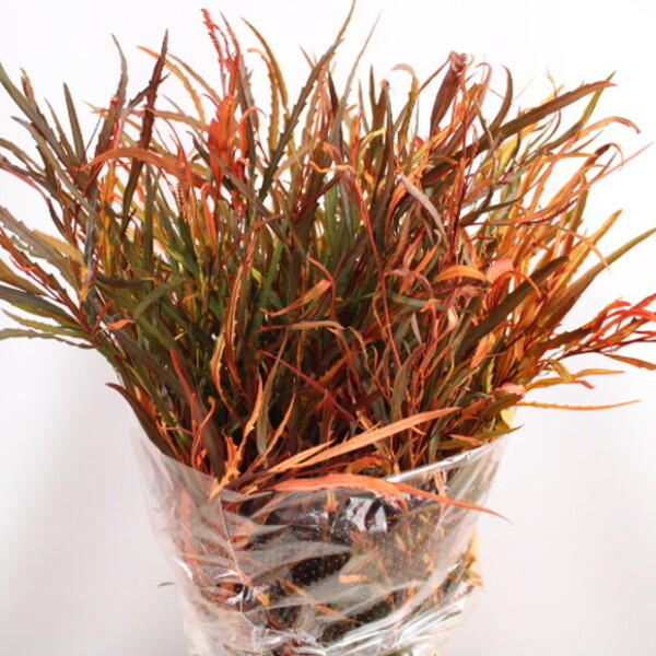 GREVILLEA 70/90CM TARONJA