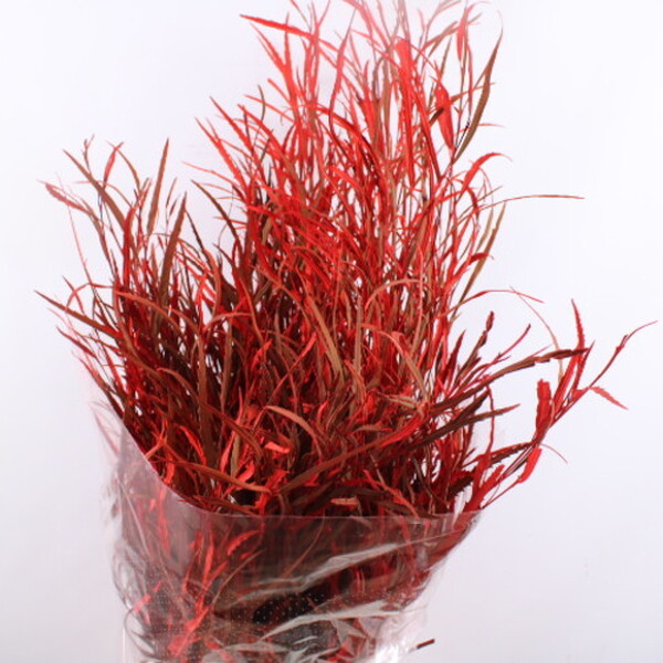 GREVILLEA 60/70CM VERMELL