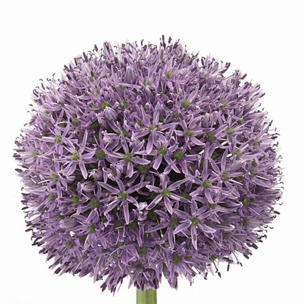 ALLIUM GLADIATOR 80CM
