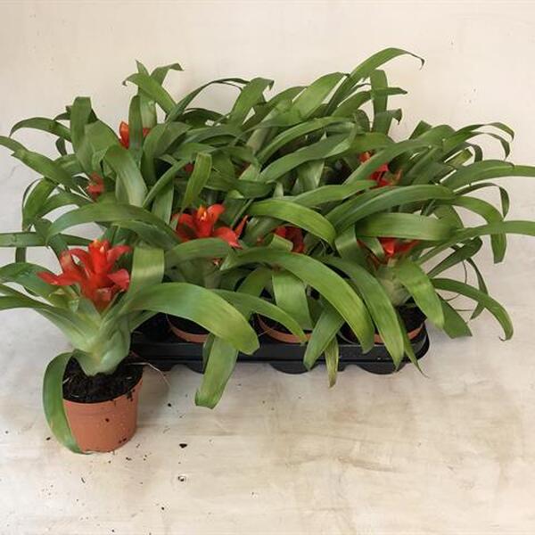 PL GUZMANIA TEMPO T9CM