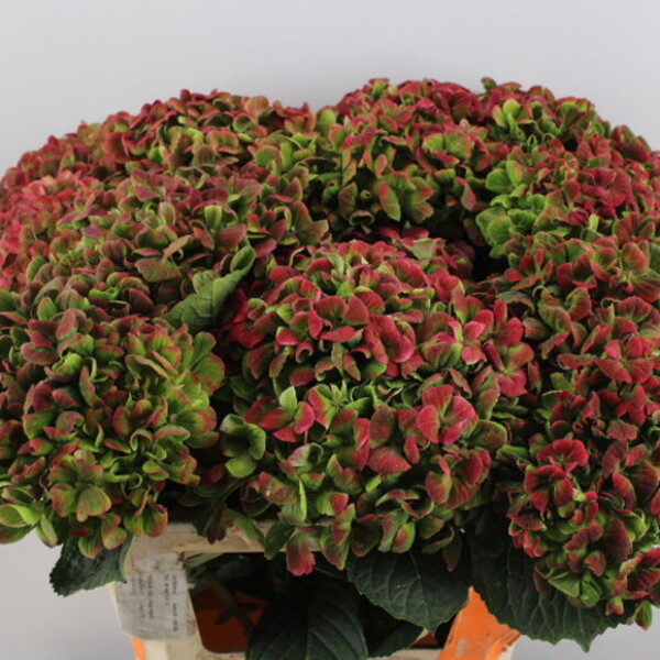 HORTENCIA CORAL CLASSIC 60CM