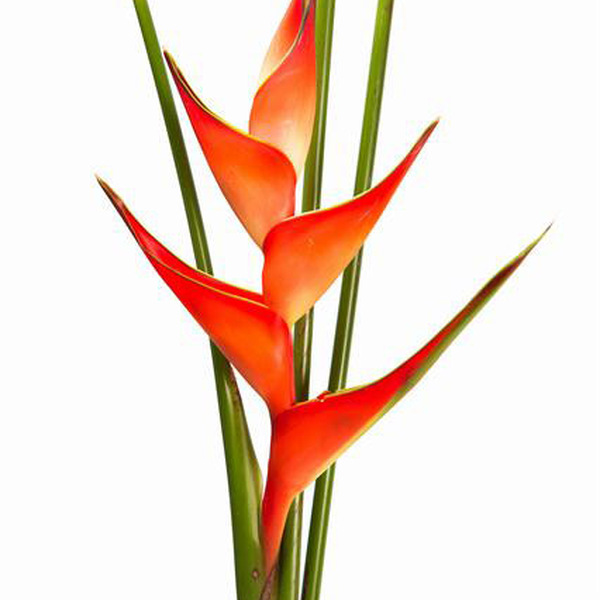 HELICONIA *TROPICAL* 100CM