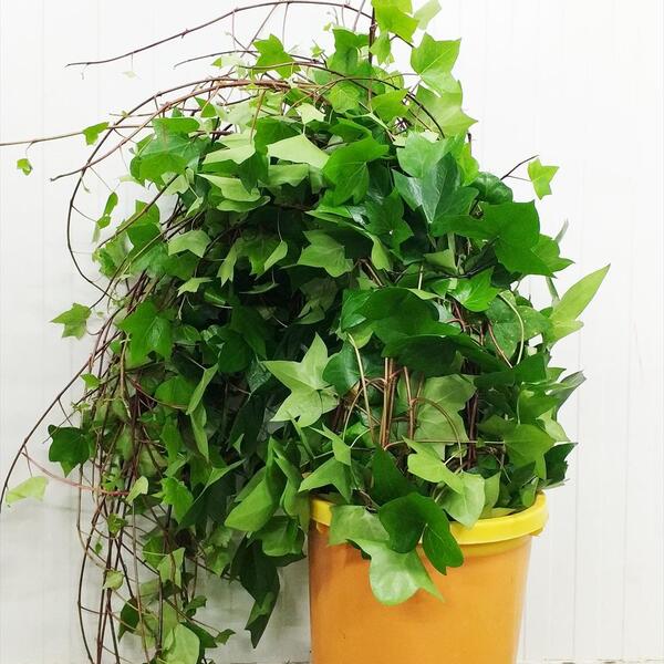 HEURA HOJA VERDE GRANDE