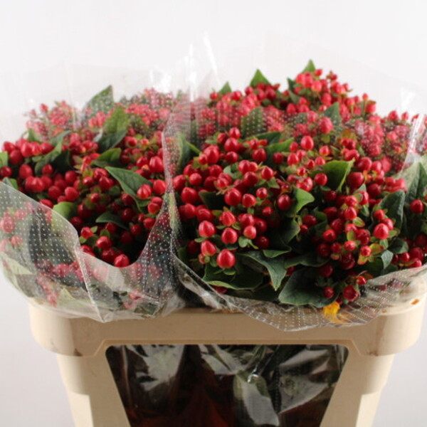 HYPERICUM MAGICAL TRIUMPH 70CM