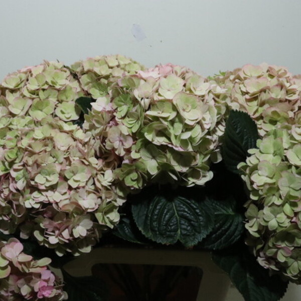 HORTENCIA *ADORE CLASIC* 65CM