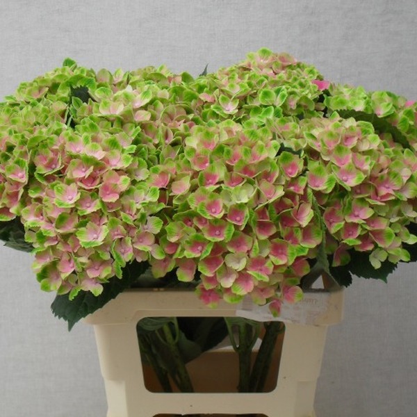 HORTENCIA AMETHYST 60CM