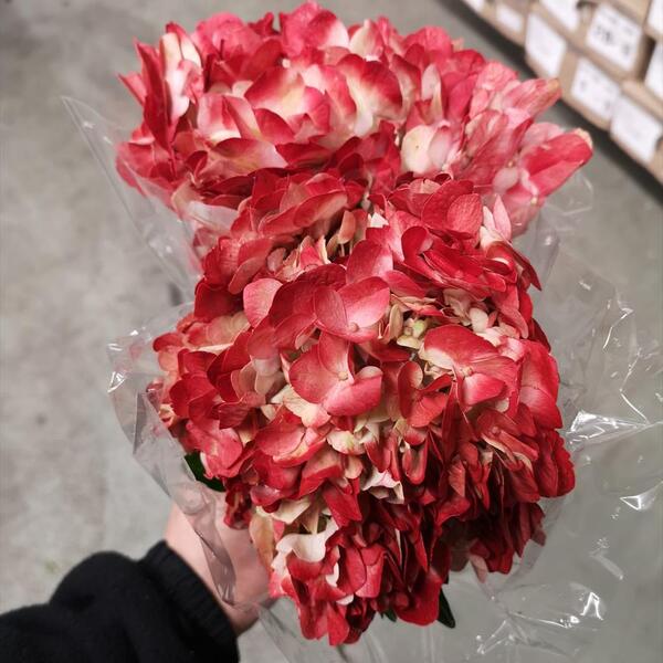 HORTENCIA ANTIQUE RED 55CM COL.