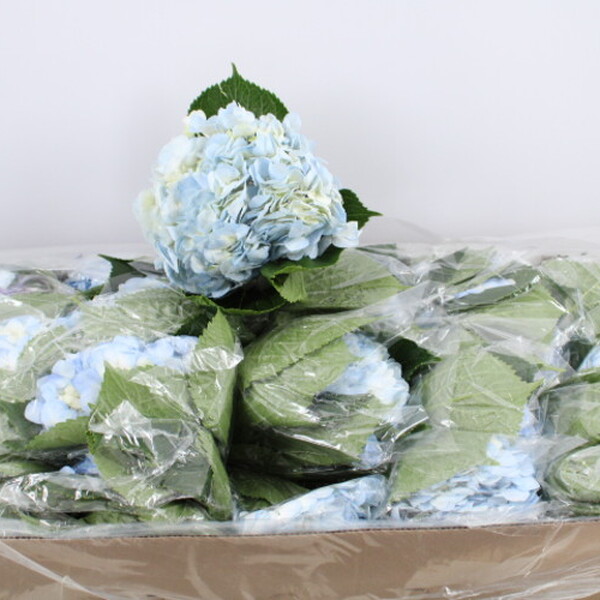 HORTENCIA BLAU CLAR COL. 55CM