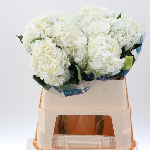 HORTENCIA BLANC COL. 55CM