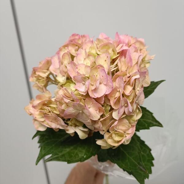 HORTENCIA COL. *ROSA VINTAGE* 55CM