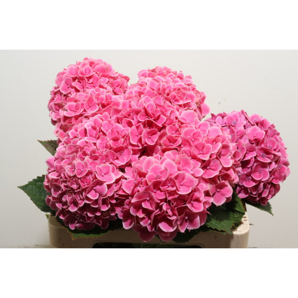 HORTENCIA *CANDY MOMENT* 60CM