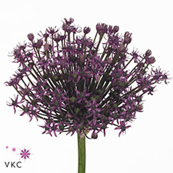 ALLIUM MIAMI 80CM