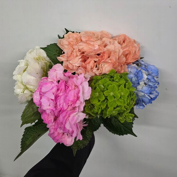 HORTENCIA COLORS MIX COL. 50CM